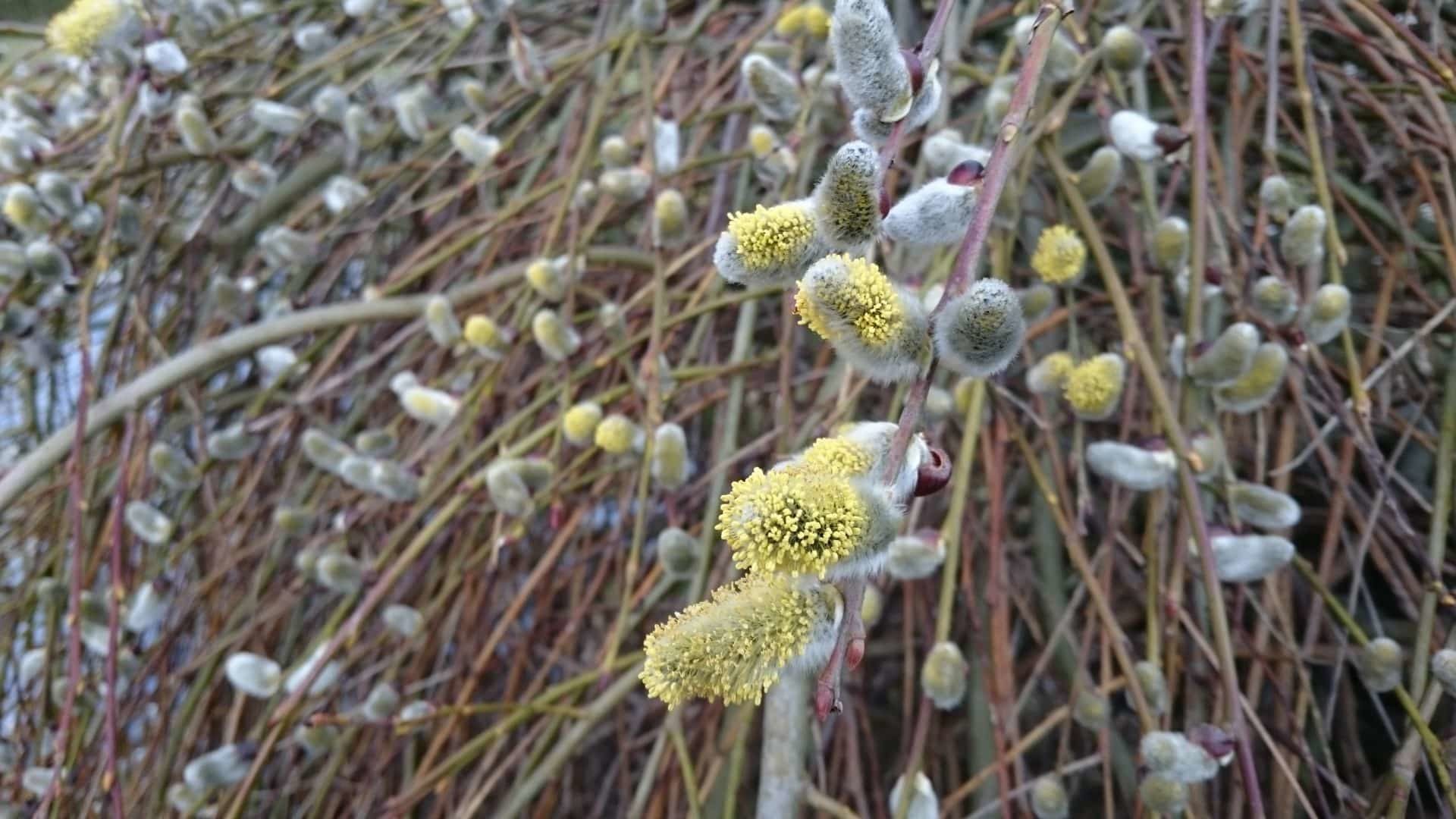 Die flauschige Versuchung. Weidenkätzchen als Insektenfutter!