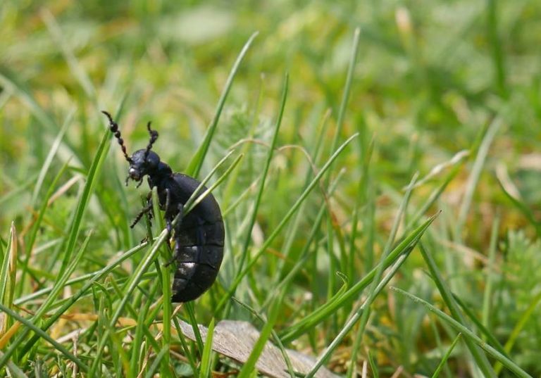 Ölkäfer auf Wanderschaft Gartenblog Naturgartenideen