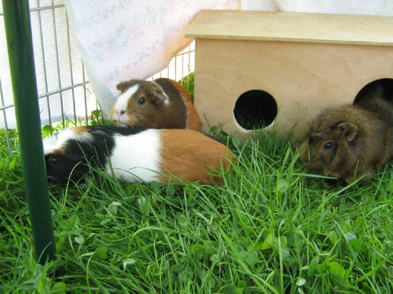 Zehn Dinge, die ich meinen Meerschweinchen aus dem Garten