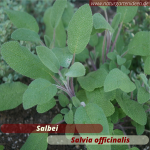 Salbei (salvia officinalis) ist gut geeignet für das Kräuterbeet auf der Terrasse oder dem Balkon. Die Blüten sind eine tolle Bienenweide. Wichtig für Wildbienen.