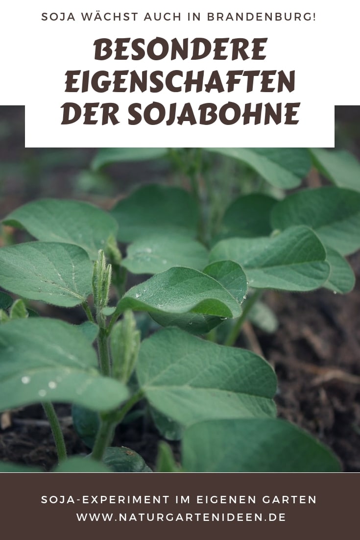 Eigenschaften der Sojabohne Soja anbau im Garten Soja Experiment Sojakonsum Diskussion Soja in Deutschland