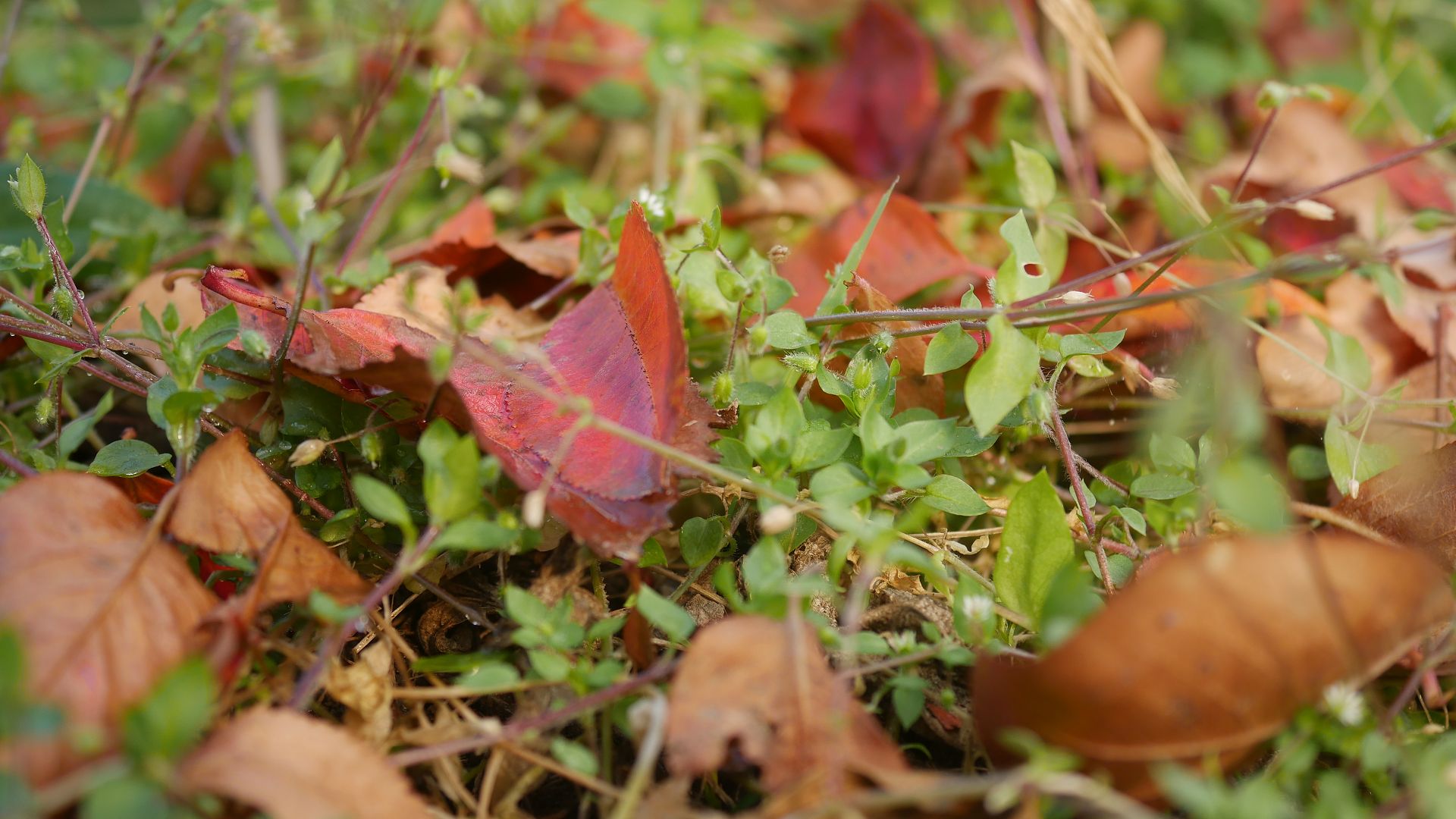 Gartenjahr 2018 Gartensaison 2018 Garteneinblick Gartenrundgang Gartenerlebnisse Gartenmomente Herbst garten