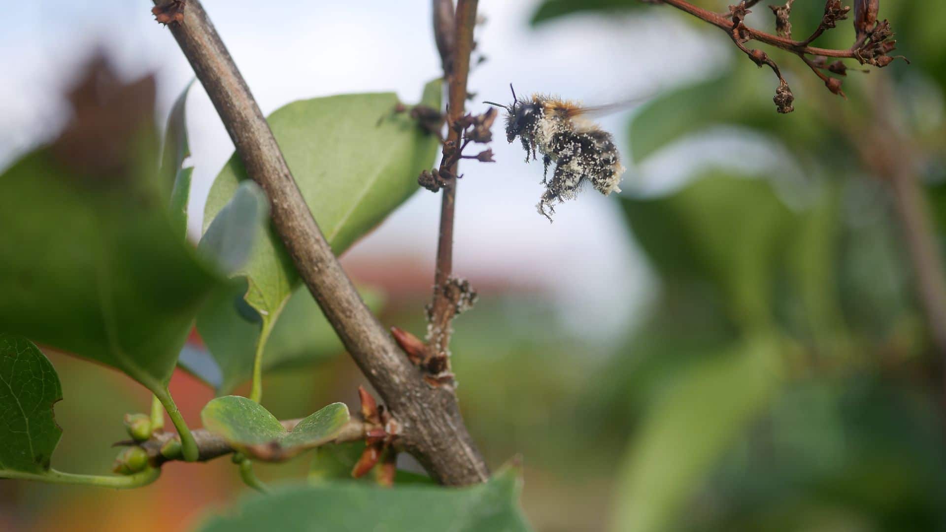 Gartenjahr 2018 Gartensaison 2018 Garteneinblick Gartenrundgang Gartenerlebnisse Gartenmomente Gemüse Korb Hummel Flug Pollen