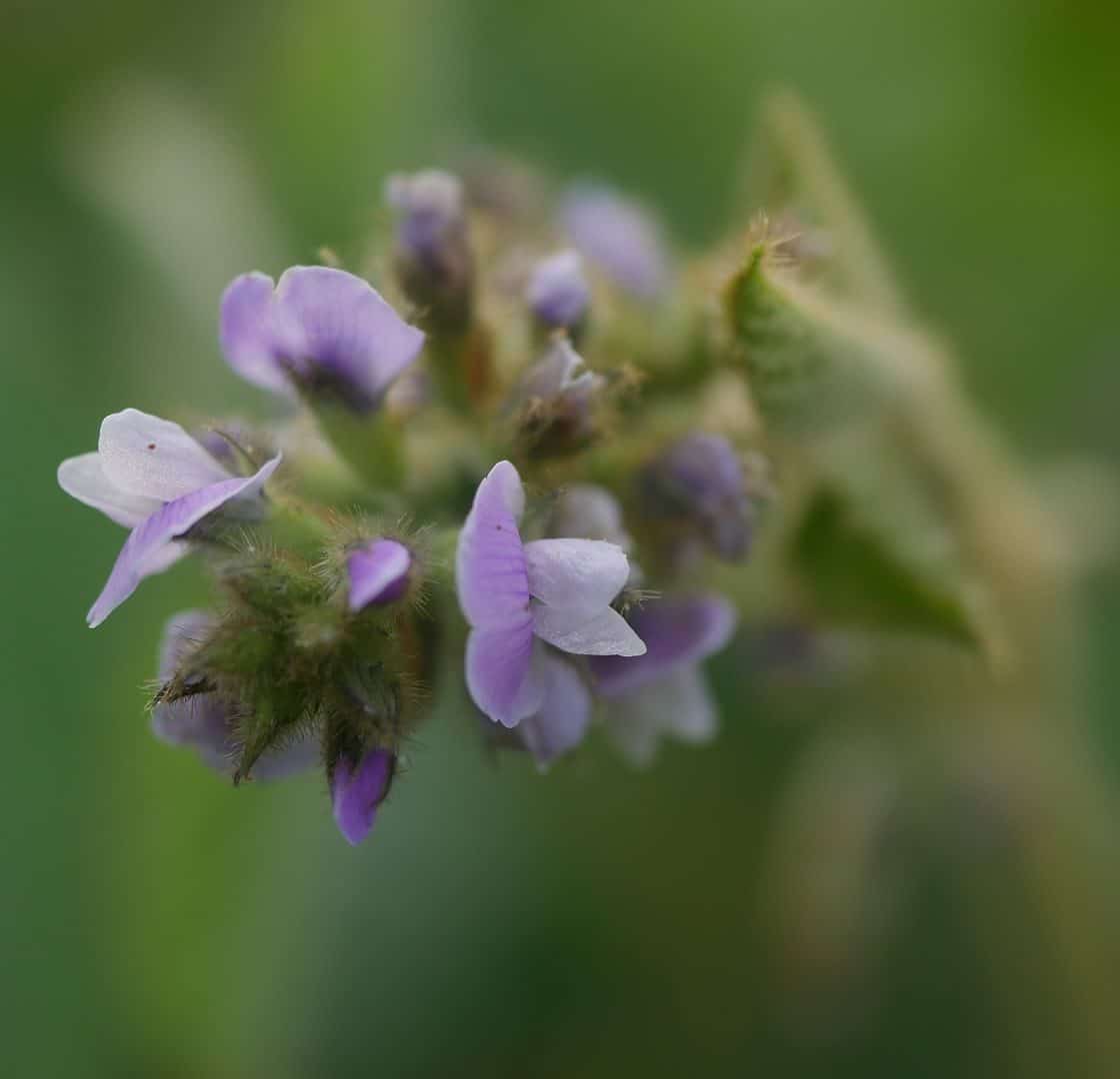 Gartenjahr 2018 Gartensaison 2018 Garteneinblick Gartenrundgang Gartenerlebnisse Gartenmomente Gemüse Korb Soja Blüte