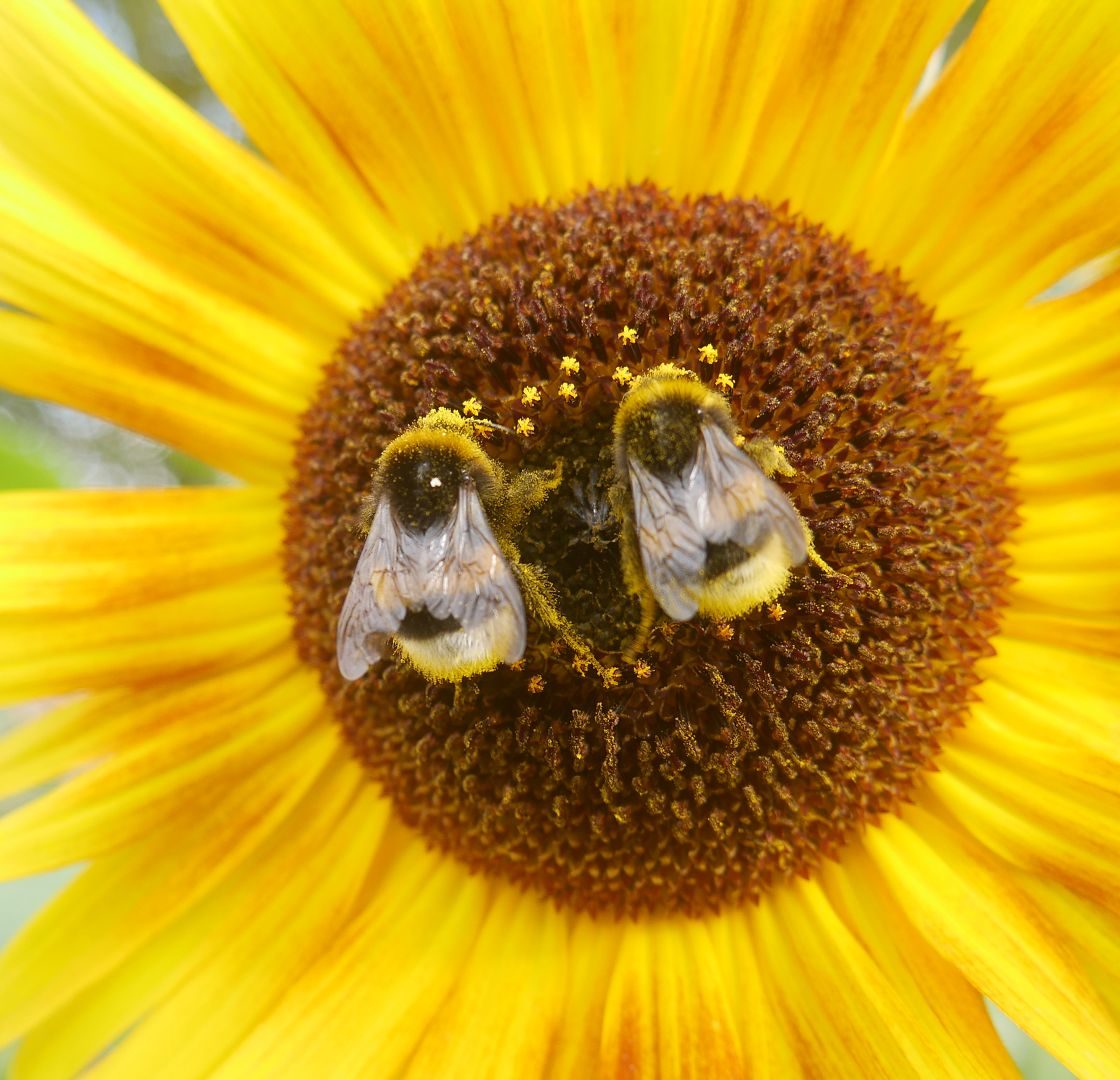 Die Sonnenblume Ein Multitaskingtalent Im Garten