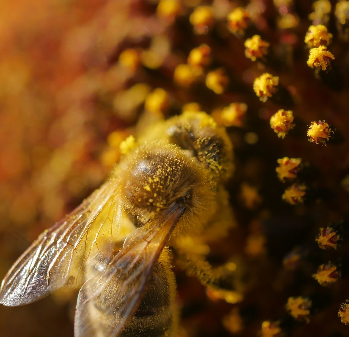 Sonnenblumensamen sonnenblumengarten sonnenblumen im garten helianthus annus Vorteile von Sonnenblumen Insektenfreundlich Bienenfreundlich sonnenblumenkerne vogelfutter sonnenblumenkerne gesund sonnenblume vorziehen sonnenblumensorten nützliche Sonnenblumen selbstaussähende Pflanzen Sonnenblumen im Naturgarten