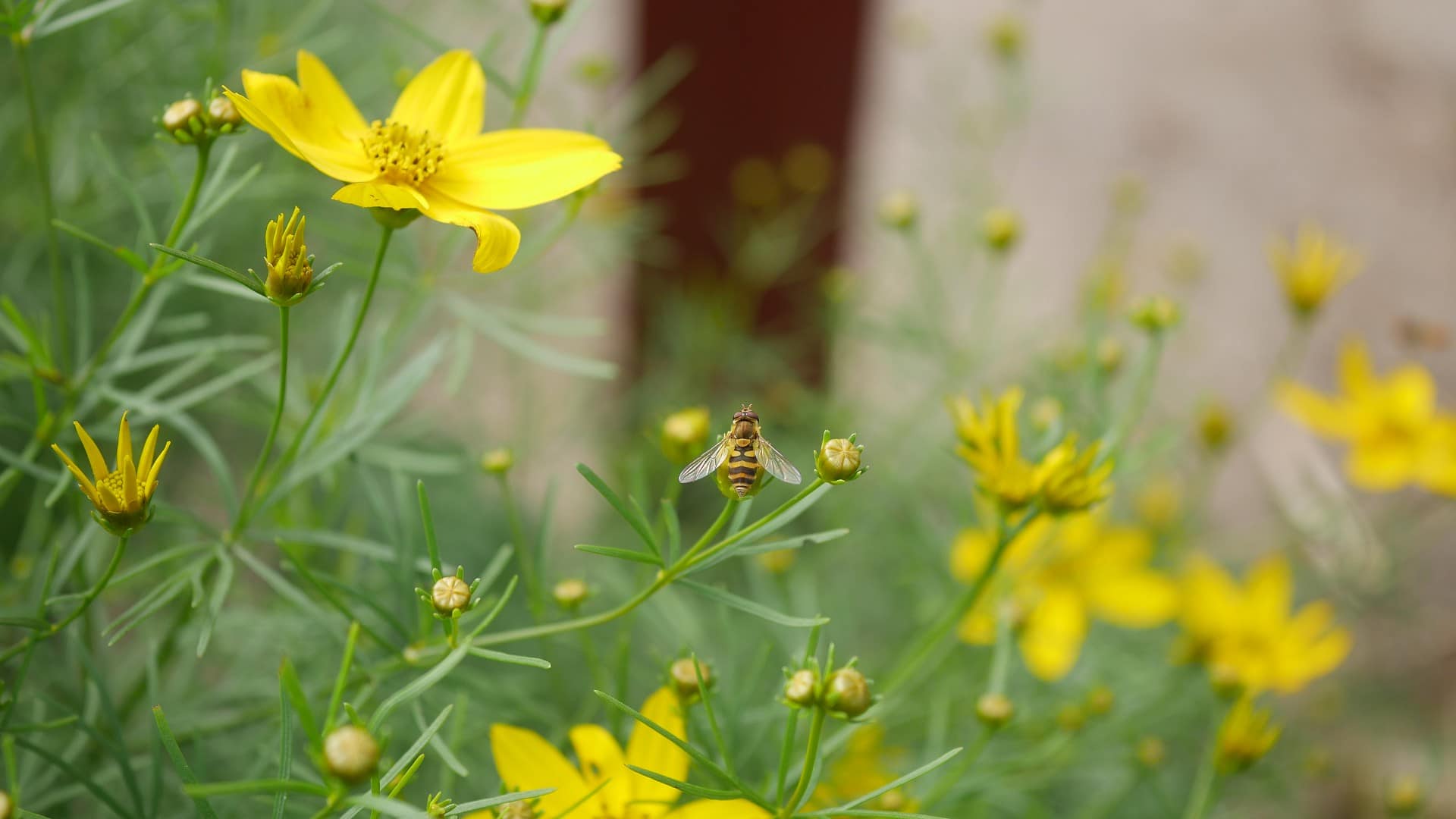 Bienenpflanzen Fur Den Garten Naturgartenideen